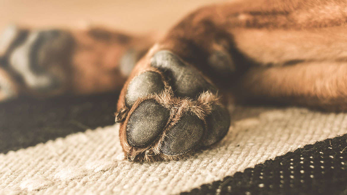 Dog Paws and Why they Don’t Get Cold Feet